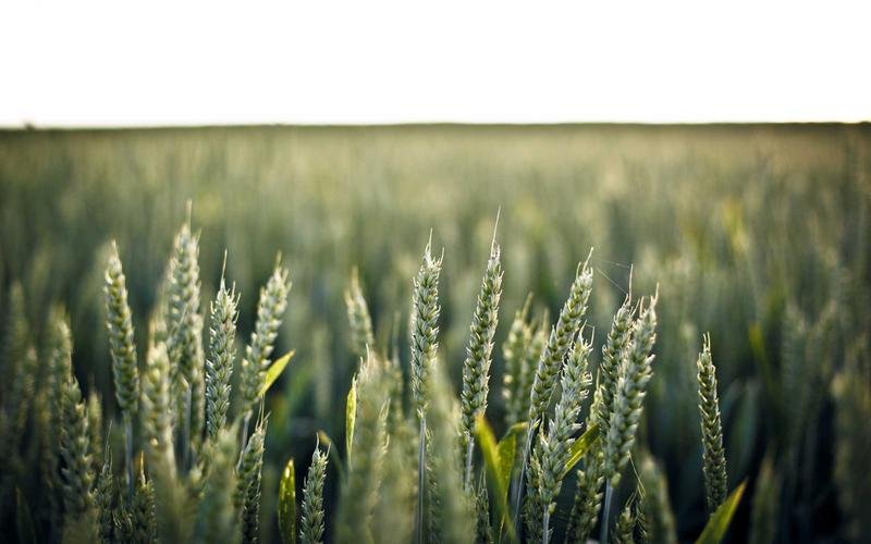 SolarWave — Community Solar Micro-Plants